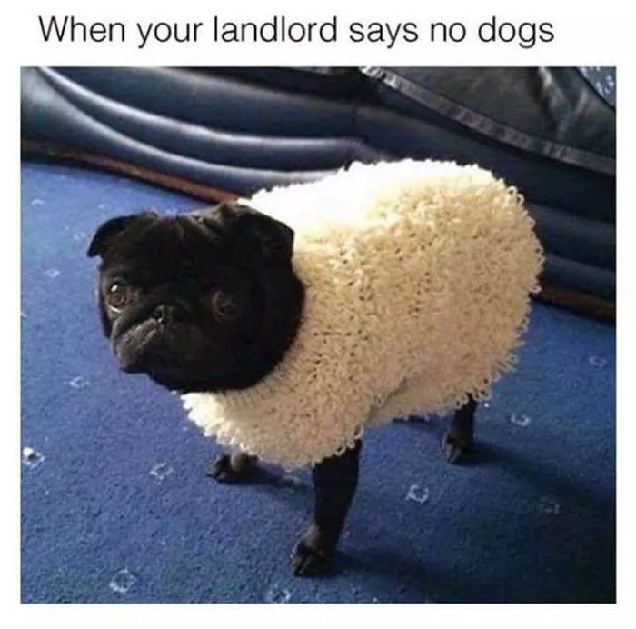 Dogs+are+not+allowed%21%21%21%21