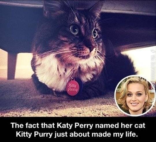 Katy+Perry%26%238217%3Bs+cat.