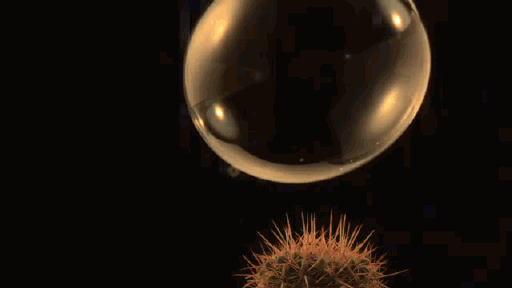 Bubble+bursting+on+cactus+at+18000+fps