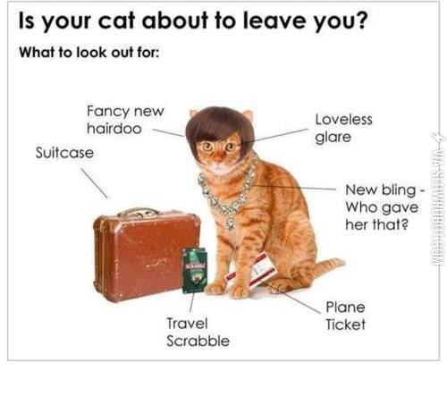 Is+your+cat+about+to+leave+you%3F