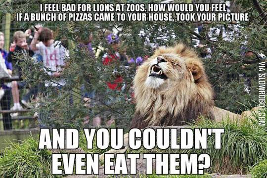 I+feel+bad+for+lions+at+zoos%26%238230%3B