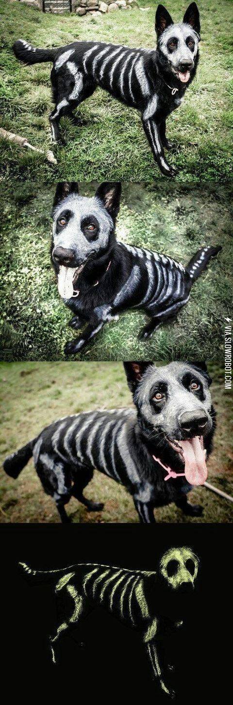 Halloween+dog