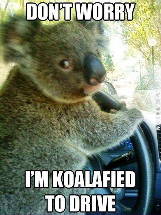 Chauffeur+Koala+Knows+What+He%26%238217%3Bs+Doing