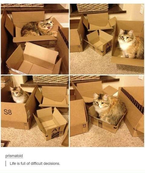 Which+box+should+I+sit+in%3F