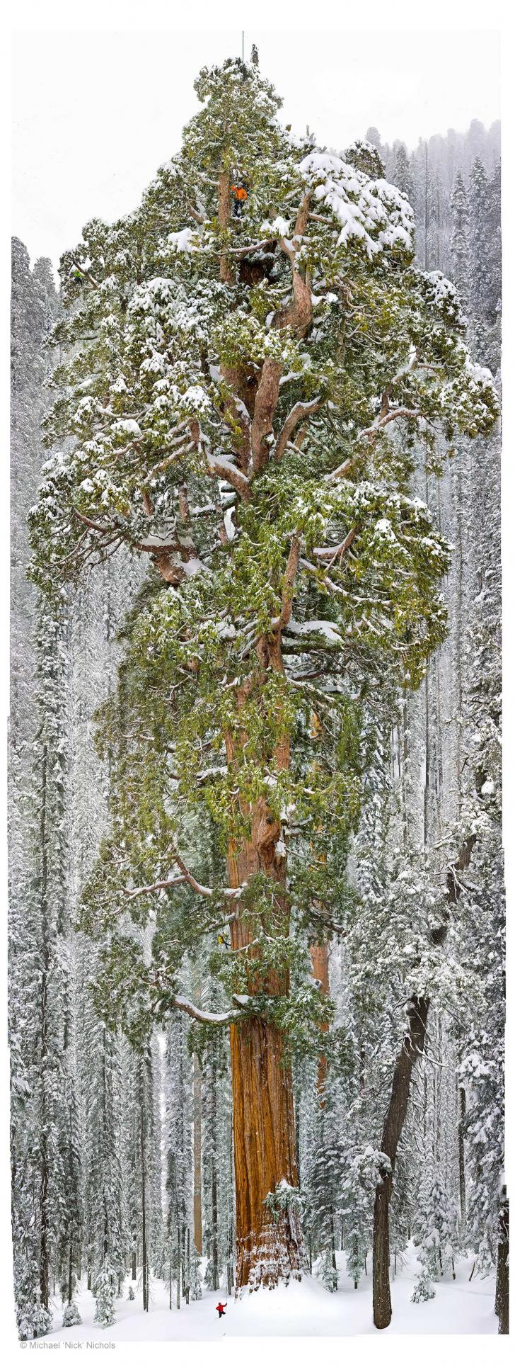 Some+say+it%26%238217%3Bs+a+big+tree.