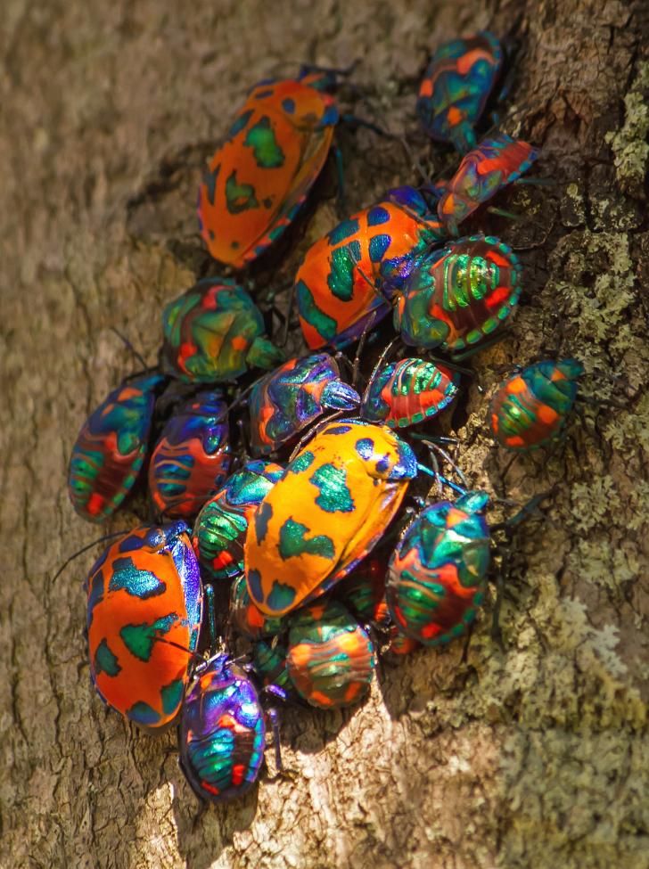 A+group+of+Cotton+Harlequin+Beetles.