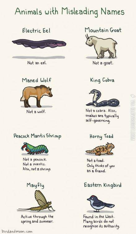 Animals+with+misleading+names