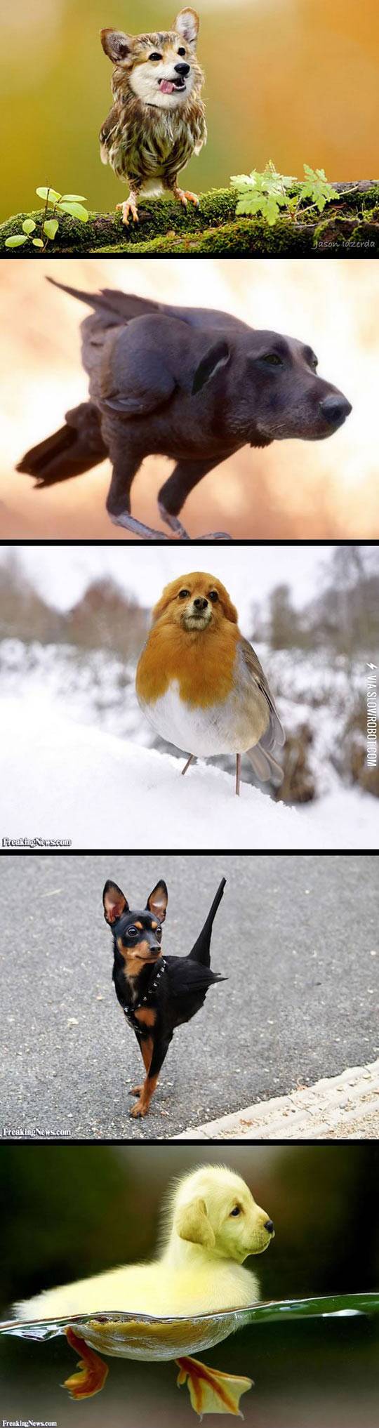 When+dogs+meet+birds.
