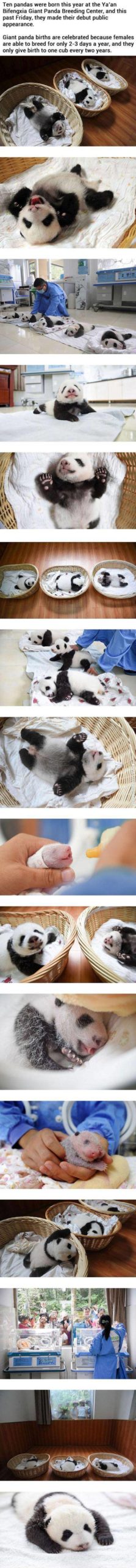 Meanwhile+at+the+chinese+panda+breeding+center