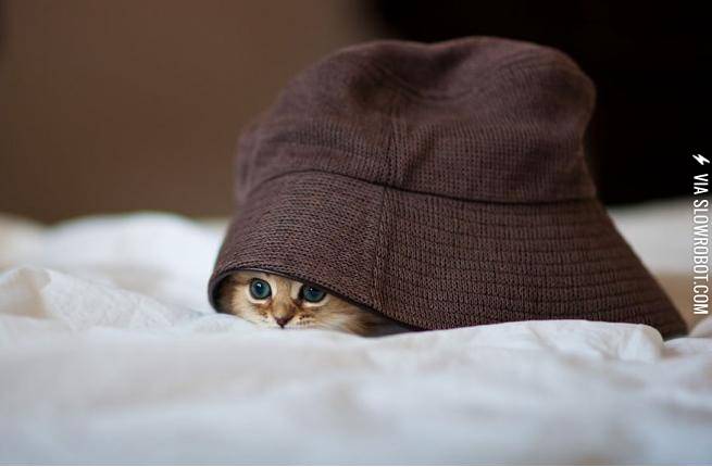 Awww+Cutest+Hiding+Cat+ever%2C