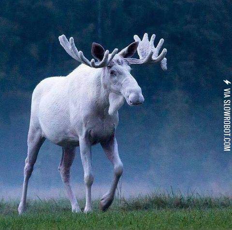 An+albino+moose