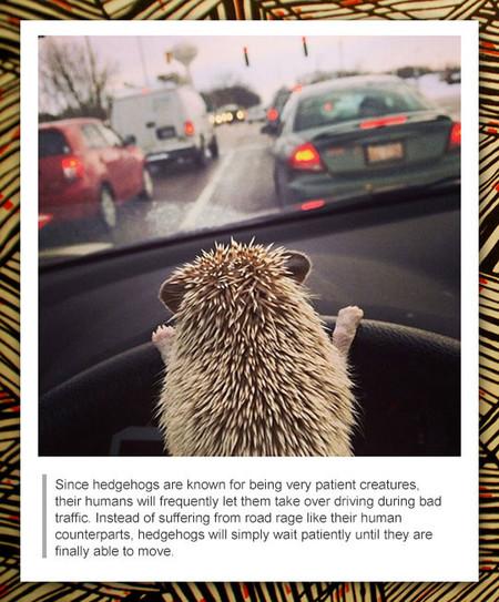 Since+Hedgehogs+Are+Known+For+Being+Very+Patient