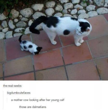 A+Mother+Cow+Looking+After+Her+Young+Calf%26%238230%3B