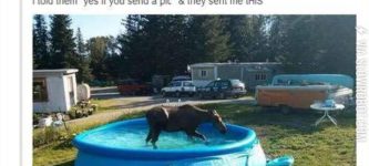 There%26%238217%3Bs+a+moose+in+my+pool.