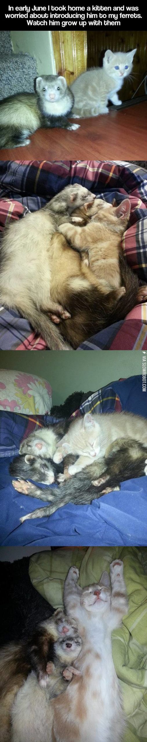 Ferrets+and+a+kitten.