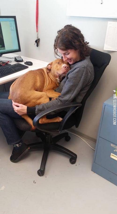 My+local+humane+society+has+a+tough+time+getting+any+work+done+sometimes