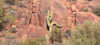 Cactus+rock+climbing%21