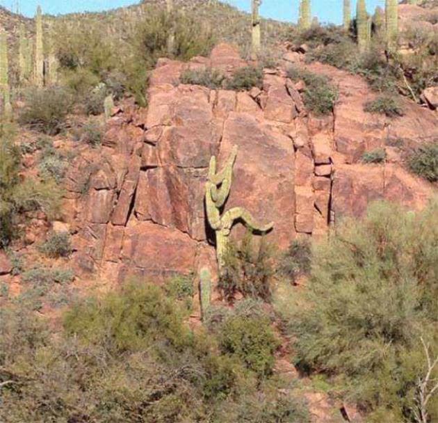Cactus+rock+climbing%21