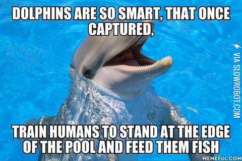 Dolphins+are+so+smart