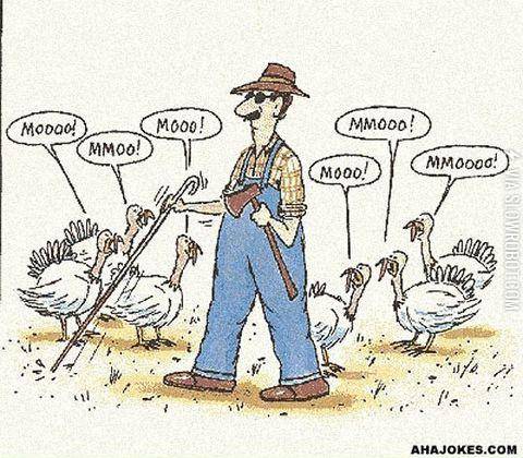 Nothing+to+see+here%2C+just+some+random+cows