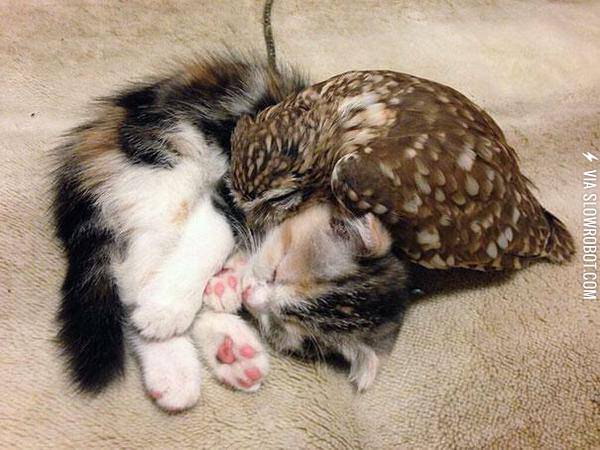 Owl+always+love+you+kitty