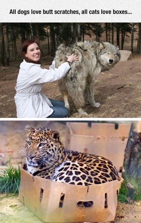 All+Dogs+Love+Butt+Scratches%2C+All+Cats+Love+Boxes