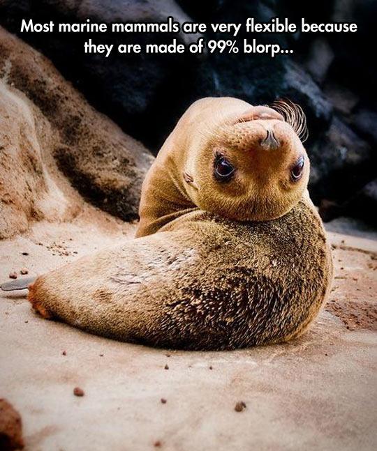 Full+blorps+ahead%21