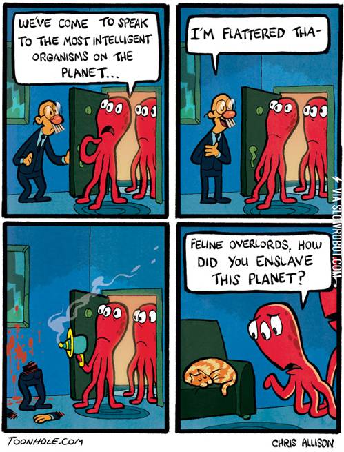 What+cats+dream+about.