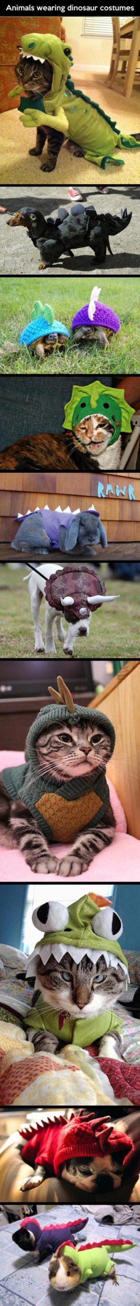 Animals+In+Dinosaur+Costumes