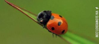 Ladypug