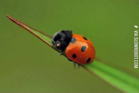Ladypug