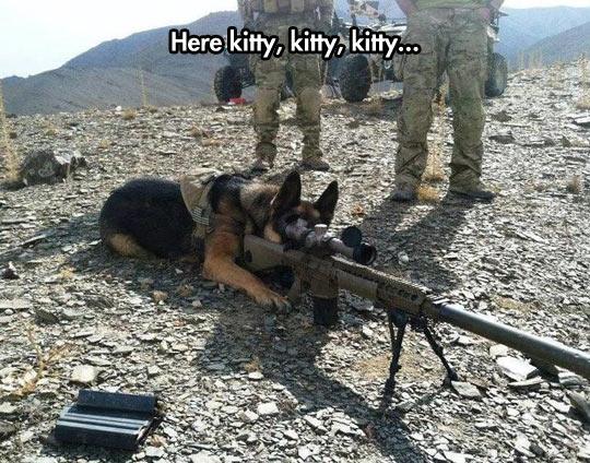 Here+kitty%2C+kitty%2C+kitty%26%238230%3B