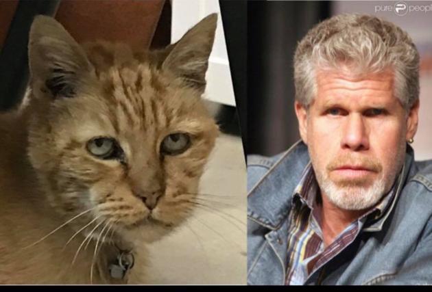 My+cousin+said+my+cat+kind+of+looks+like+Ron+Perlman