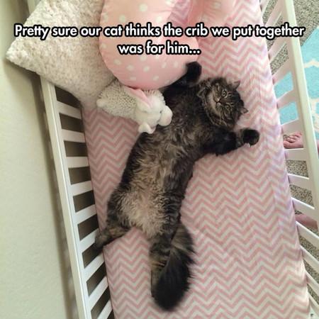 Pretty+Sure+Our+Cat+Thinks+The+Crib+We+Put