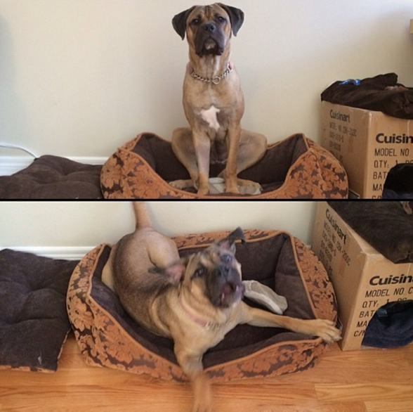 Sit+vs.+Wanna+go+to+the+park%3F