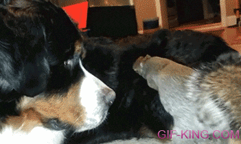 Squirrel+wants+to+hide+his+nut.