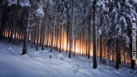 The+Black+Forest+in+Germany