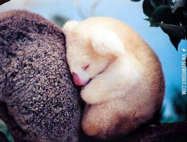 Albino+Koala
