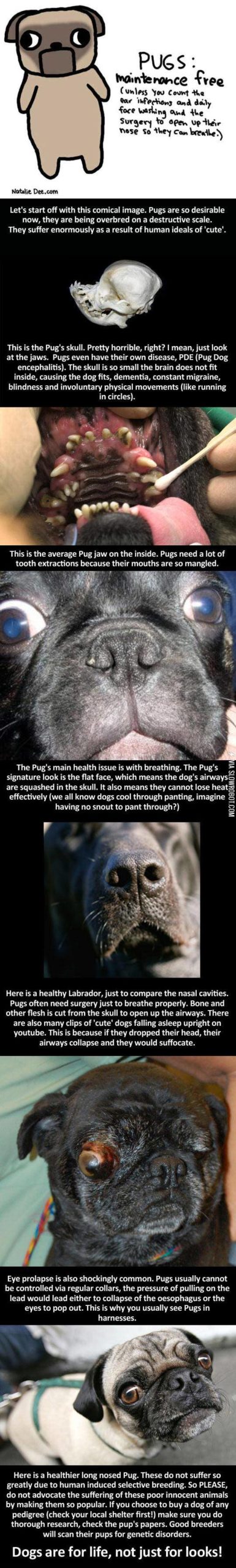 If+You+Think+Pugs+Are+Cute%26%238230%3B