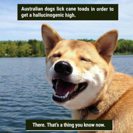 Aussies+have+a+drug+problem.