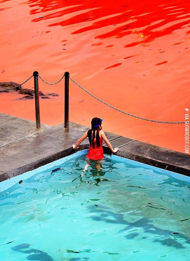 Algae+bloom+causes+water+at+Bondi+Beach%2C+Sydney+Australia%2C+to+turn+red.