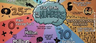 Your+brain+by+the+numbers.
