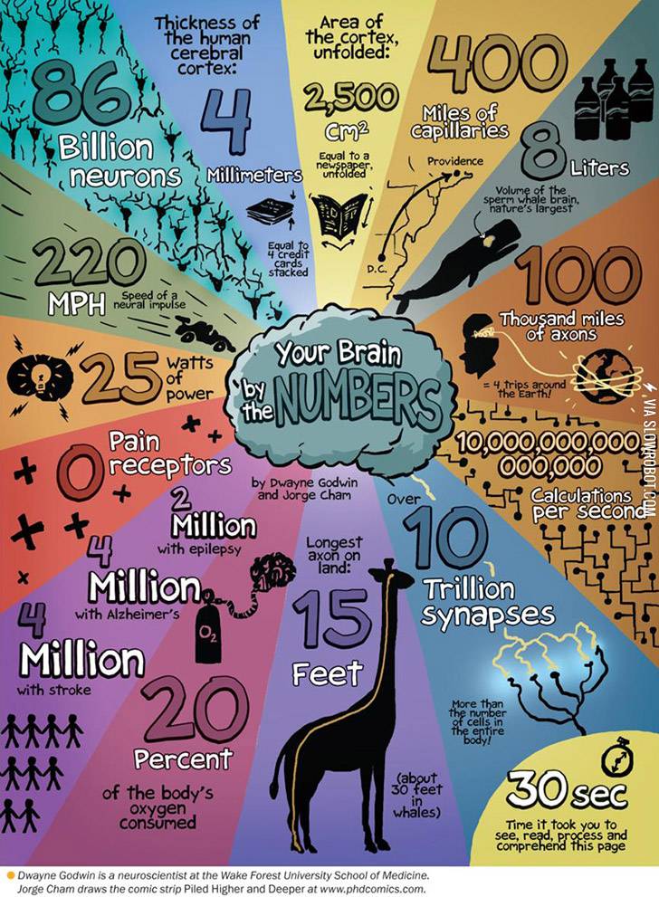 Your+brain+by+the+numbers.