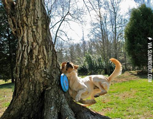 Frisbee%2C+Frisbee%2C+Tree%26%238230%3B
