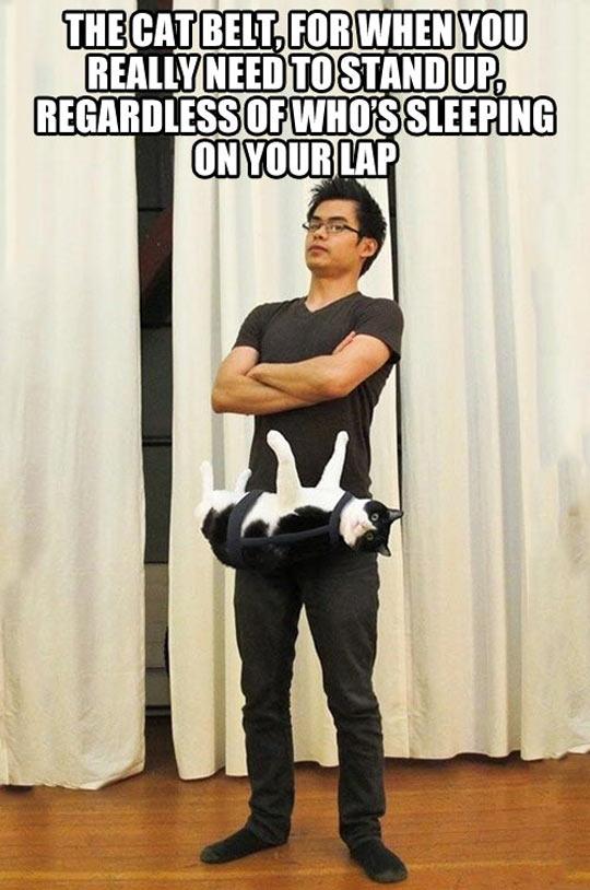 Cat+Belt