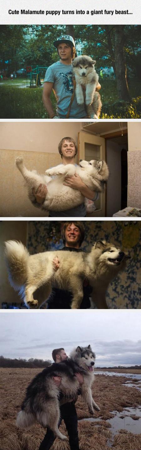 Malamute+Puppy+Turns+Into+A+Giant+Fury+Beast