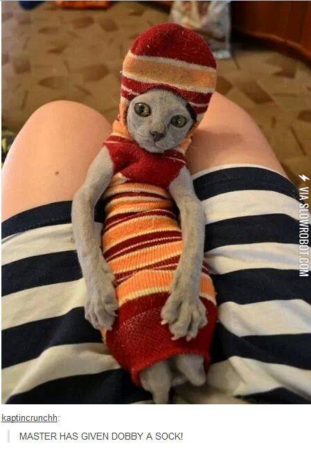 Master+has+given+dobby+a+sock%21
