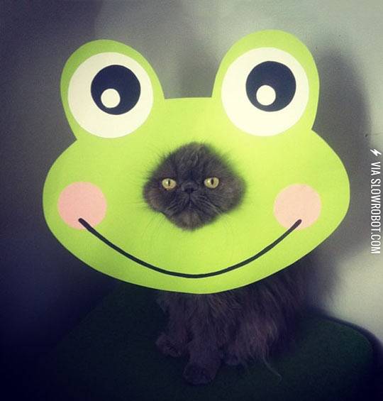Kitty+in+a+frog+mask.