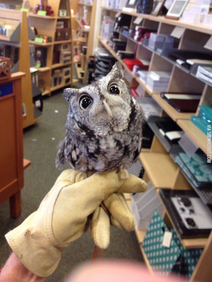 Our+book+store+got+a+visitor+today.+Meet+Otis%21