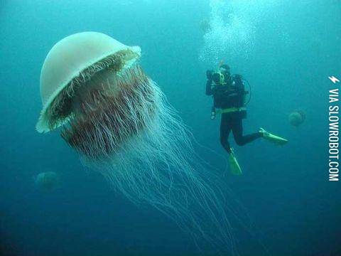 The+Lion%26%23039%3Bs+Mane+Jellyfish%2C+the+largest+jellyfish+in+the+world